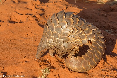 Live temminck’s ground pangolin